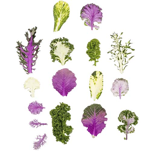 Mini Kale Mix
